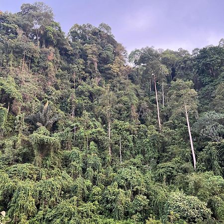 Ridho'S Homestay & Jungle Trekking Bukit Lawang Luaran gambar
