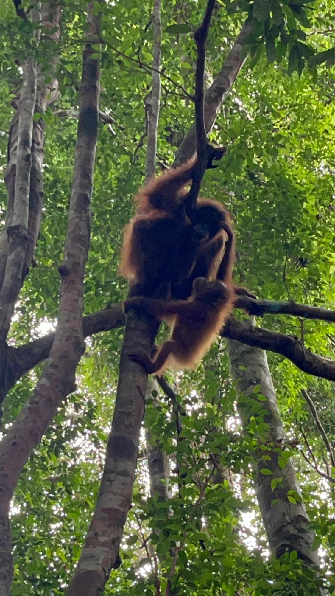 Ridho'S Homestay & Jungle Trekking Bukit Lawang Luaran gambar