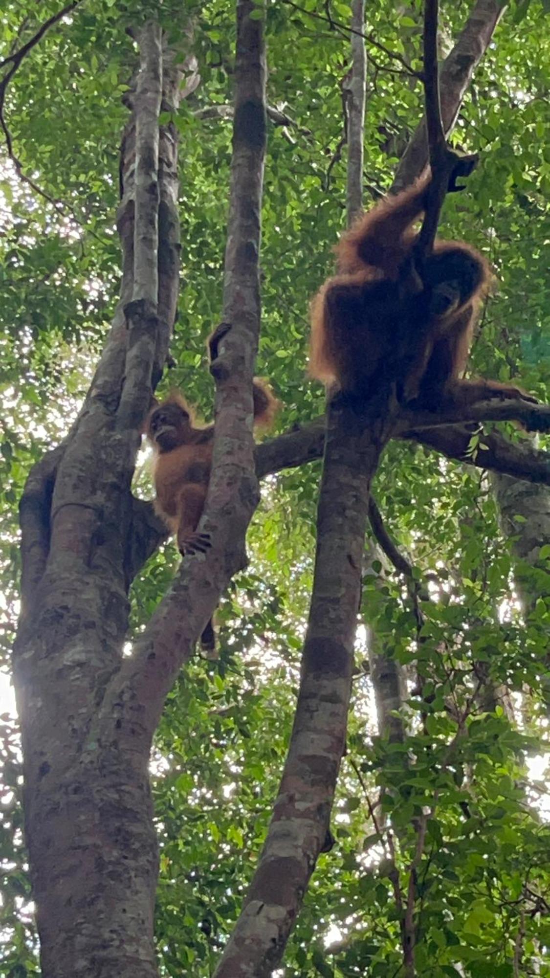 Ridho'S Homestay & Jungle Trekking Bukit Lawang Luaran gambar