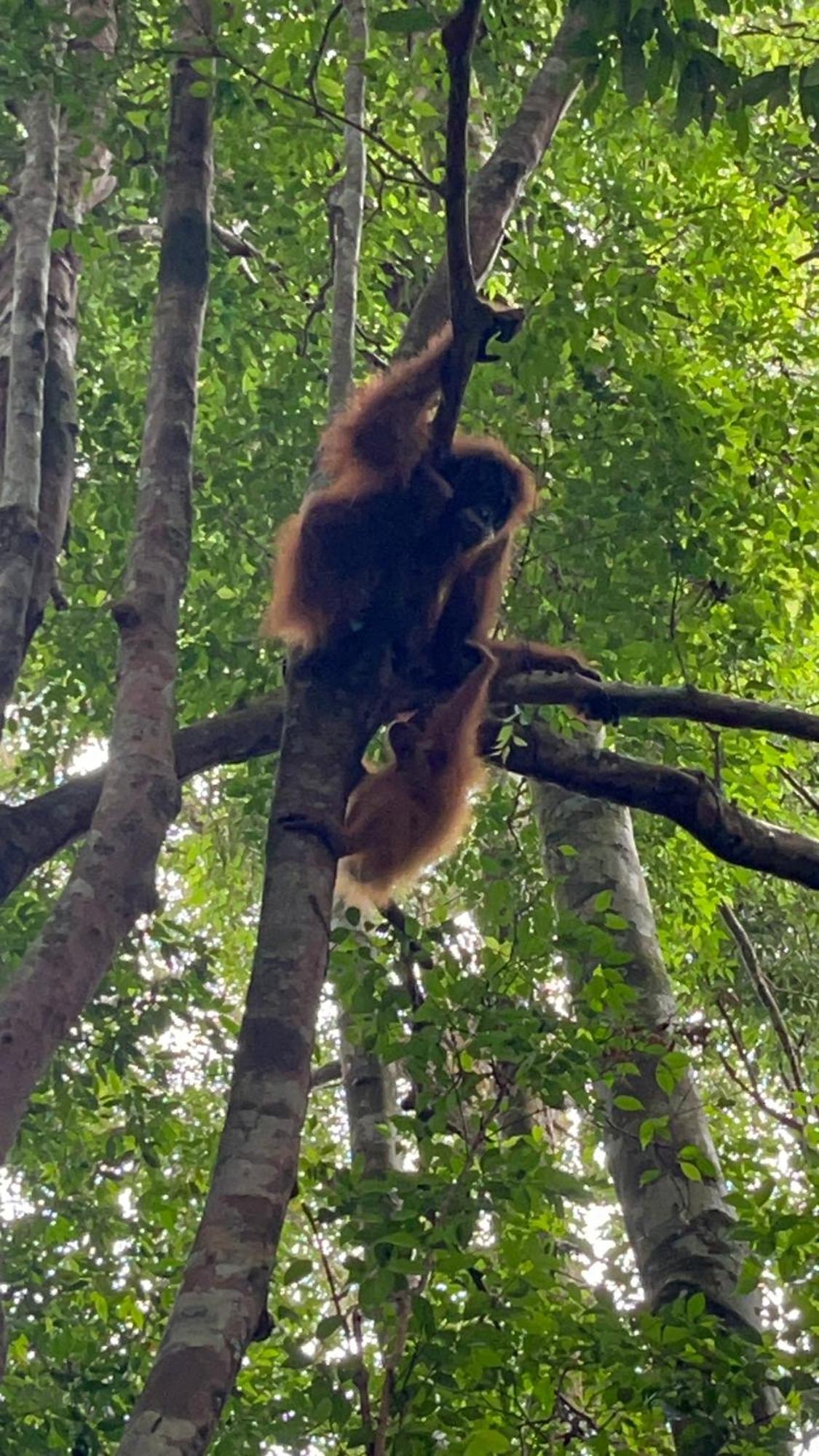 Ridho'S Homestay & Jungle Trekking Bukit Lawang Luaran gambar