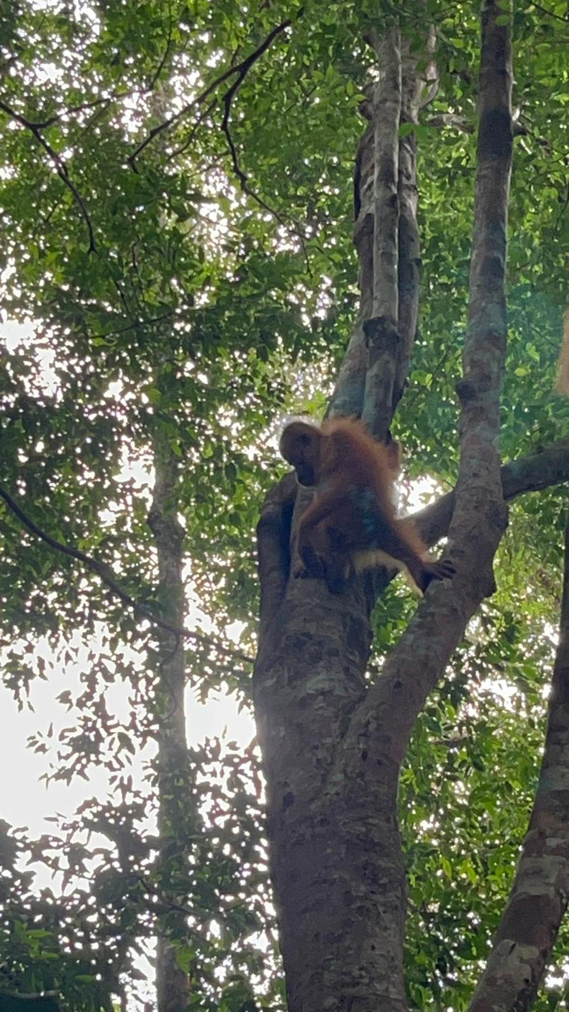 Ridho'S Homestay & Jungle Trekking Bukit Lawang Luaran gambar