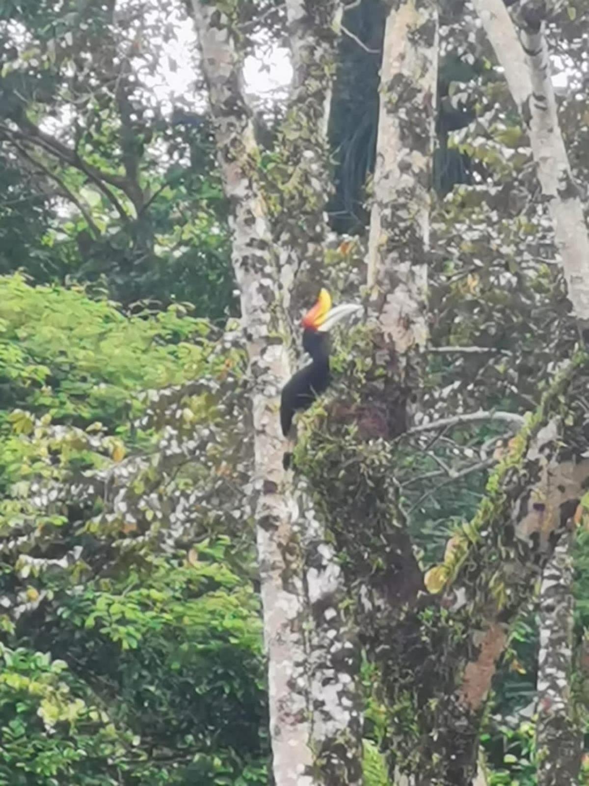 Ridho'S Homestay & Jungle Trekking Bukit Lawang Luaran gambar