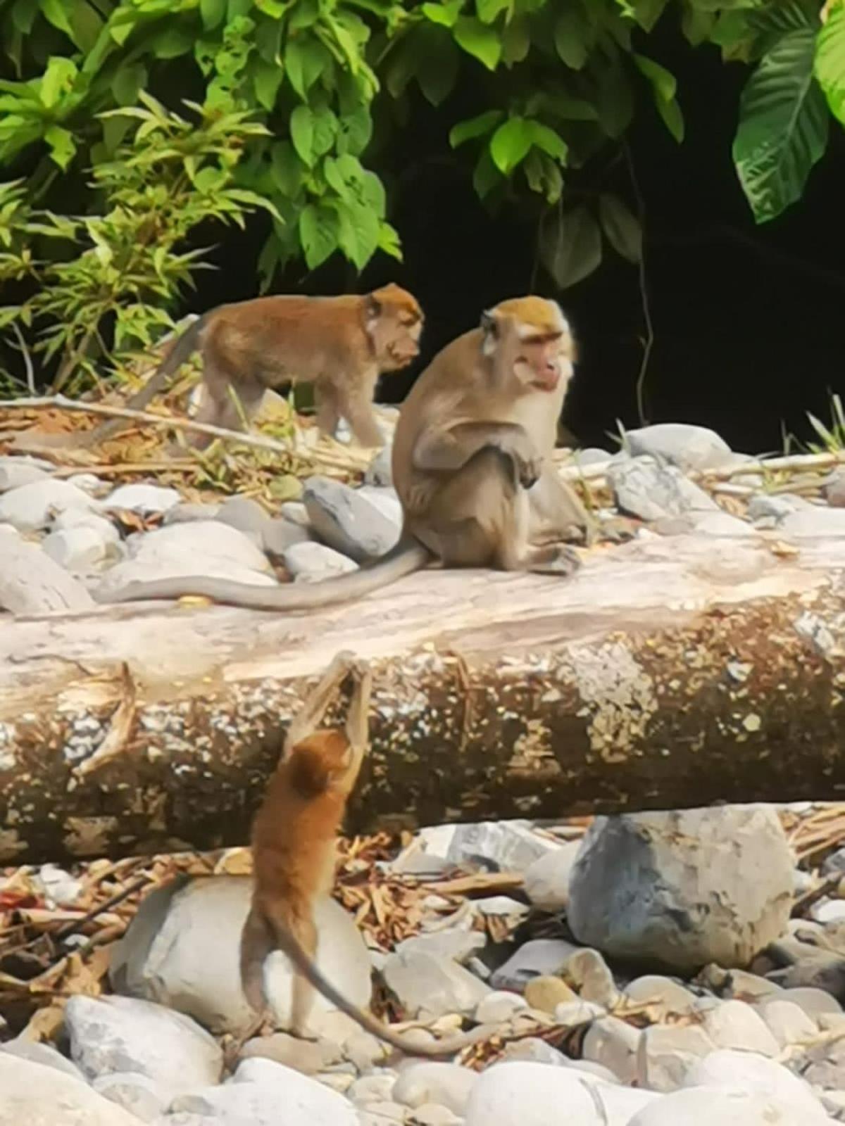 Ridho'S Homestay & Jungle Trekking Bukit Lawang Luaran gambar