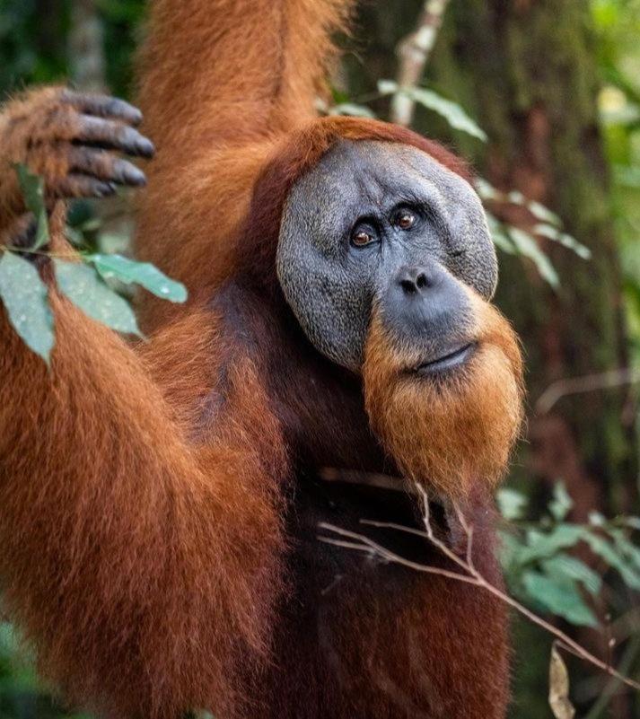 Ridho'S Homestay & Jungle Trekking Bukit Lawang Luaran gambar